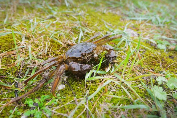 Eriocheir Sinensis Cangrejo Una Hierba Verde Primer Plano Mariscos Daños —  Fotos de Stock