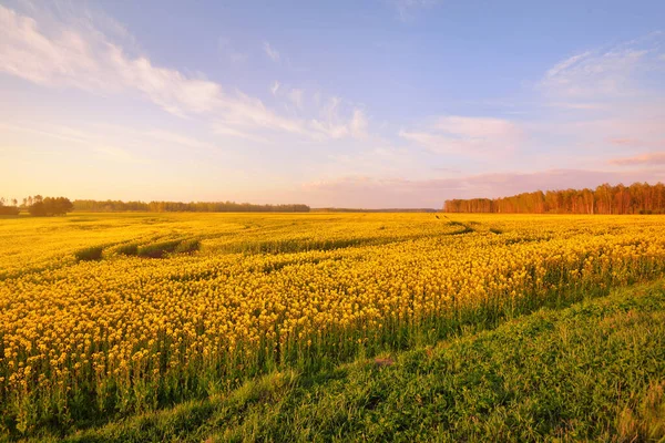 Blühendes Gelbes Rapsfeld Bei Sonnenuntergang Lettland Idyllische Ländliche Szenerie Landwirtschaft — Stockfoto
