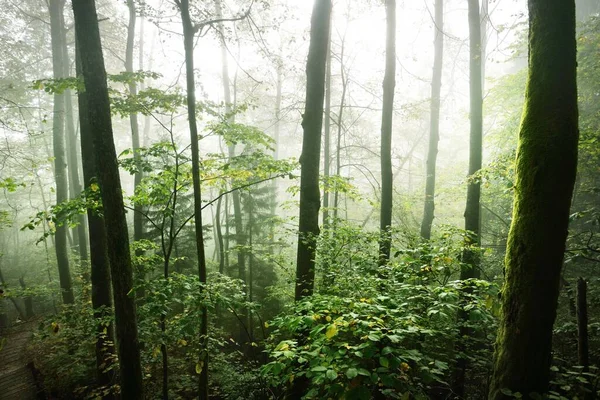Atmosphärische Landschaft Der Waldhügel Nebel Bei Sonnenaufgang Weiches Licht Sonnenstrahlen — Stockfoto