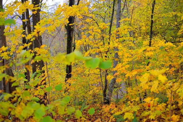 カラフルな緑 オレンジ色の葉を持つカエデ 白樺や他の落葉樹のクローズアップ ゴーヤ川渓谷 ラトビアのシグルダの国立公園 — ストック写真