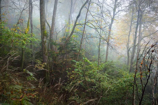 Paysage Atmosphérique Forêt Dans Brouillard Lever Soleil Lumière Douce Soleil — Photo