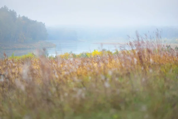 Panoraamanäkymät Majesteettinen Kultainen Koivu Metsä Mutkia Daugava Joen Sumussa Syksyllä — kuvapankkivalokuva