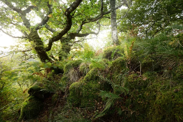 Breathtaking View Scottish Rainforest Ancient Trees Moss Fern Close Pure — Stock Photo, Image
