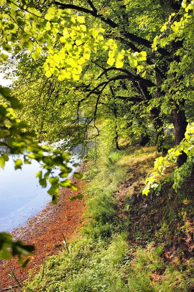 Green Deciduous Tree Forest River Close Early Autumn Latvia Idyllic — Stock Photo, Image