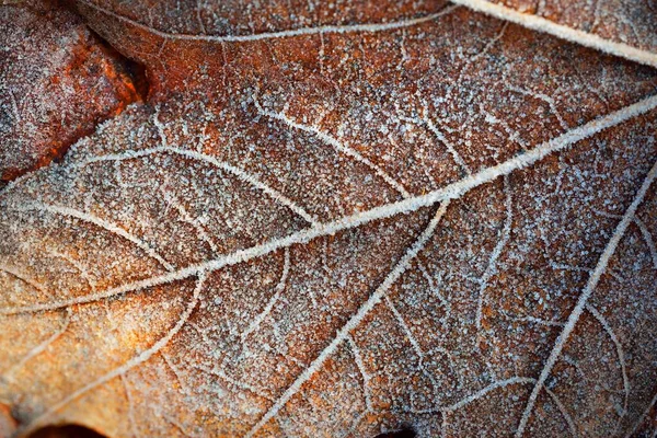 Ekstrim Close Coklat Emas Daun Maple Ditutupi Dengan Kristal Embun — Stok Foto