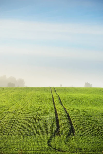 Grønn Pløyde Jordbruksmark Med Traktorspor Fargerik Skog Ved Soloppgang Gyllent – stockfoto