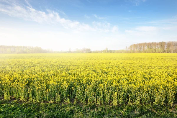 Цветущее Желтое Рапсовое Поле Против Чистого Голубого Неба Латвия Идиллическая — стоковое фото