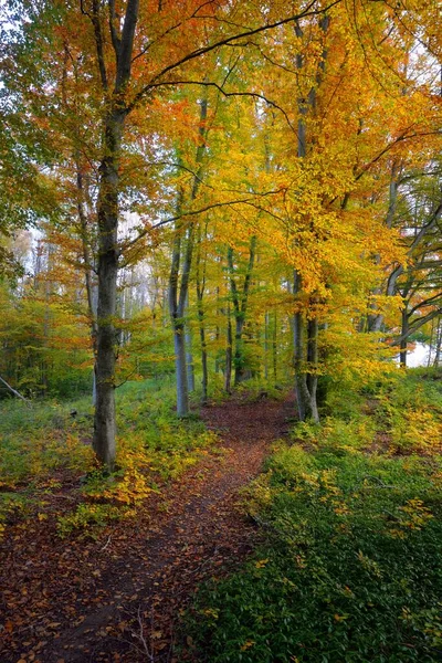 너도밤나무 구릉지를 구불구불 갑니다 나무줄기 노란색 빨간색 주황색 목가적 풍경입니다 — 스톡 사진