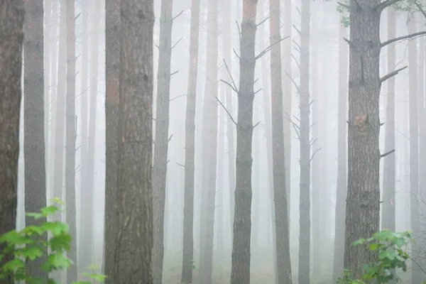 古老的常绿松树在晨雾中生长 拉脱维亚 大气景观 生态旅游 北部林地 — 图库照片