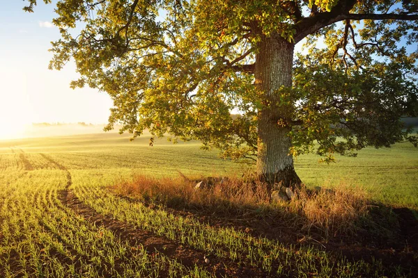 나무와 뒤덮인 농경지에 황금빛 나뭇잎이 자라고 새벽에는 트랙터 가까이 다가가고 — 스톡 사진