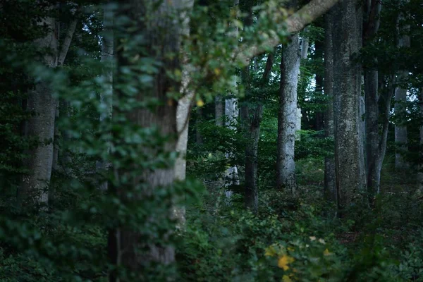 Paysage Pittoresque Forêt Mystérieuse Sombre Hêtres Crépusculaires Troncs Arbres Anciens — Photo