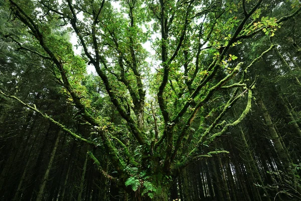 Dark Forest Scene Ancient Dry Mossy Tree Fern Leaves Close — Stock Photo, Image