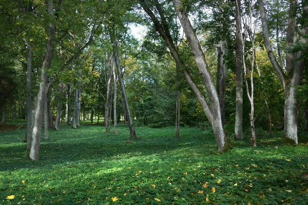 Vista Panorâmica Parque Cidade Close Bordo Carvalhos Com Folhas Coloridas — Fotografia de Stock