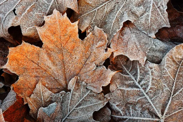 Forest Floor Brown Maple Leaves Covered Crystal Clear Hoarfrost Texture — Stock Photo, Image