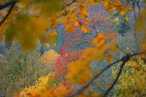 단풍나무 자작나무와 낙엽수들 노란색 빨간색 주황색 잎으로 뒤덮여 있습니다 라트비아 — 스톡 사진