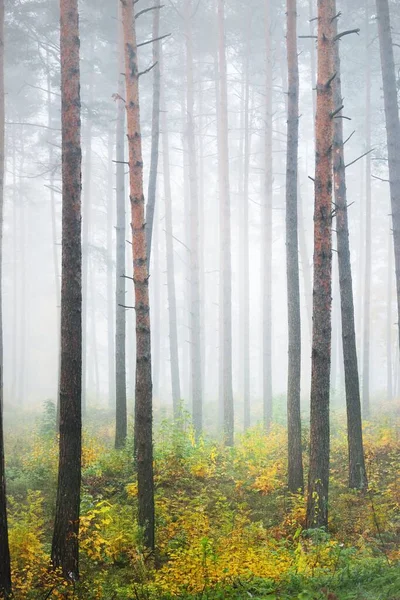日の出の霧の中で常緑樹林の大気中の風景 古代の松の木 若い緑と黄金の植物のクローズアップ 生態系 生態系 環境保全 ヨーロッパ — ストック写真