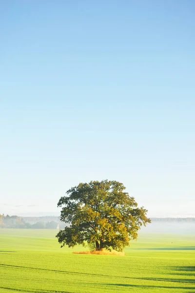 Machtige Eikenboom Met Groene Gouden Bladeren Het Omgeploegde Landbouwveld Met — Stockfoto