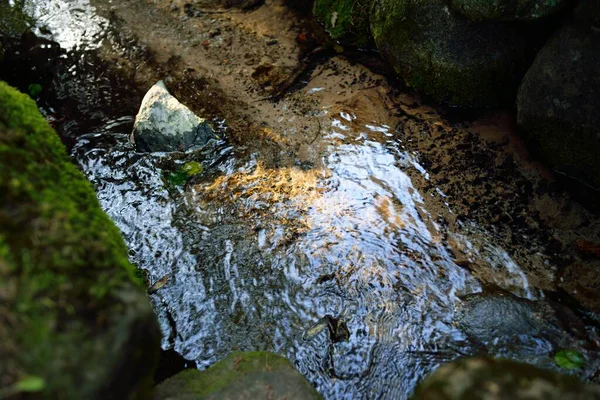 Small River Stream Dark Evergreen Forest Crystal Clear Water Rocks — Stock Photo, Image