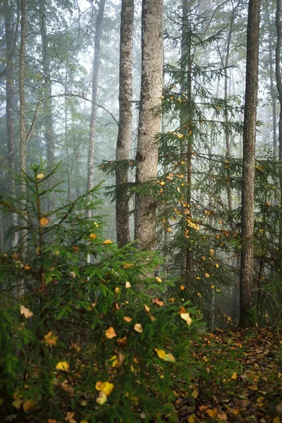 Sfeervol Landschap Van Het Bos Heuvels Een Mist Bij Zonsopgang — Stockfoto