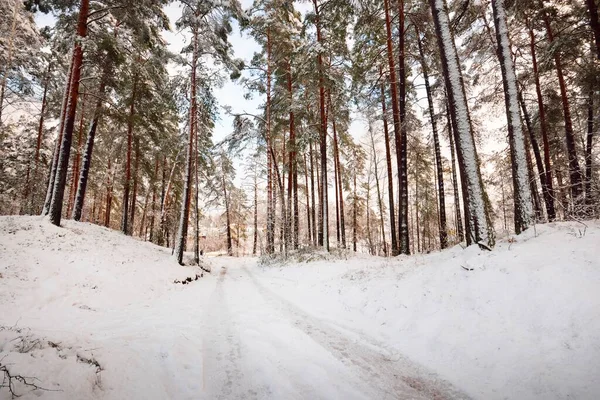 日没の吹雪の後に雪に覆われた常緑の森 トウヒの木を閉じる 経路からの眺め 大気の風景 冬の不思議の国 森林破壊 環境破壊 — ストック写真