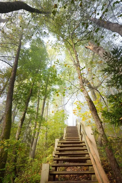 Low Angle View Wooden Forest Stairway Sunrise Fog Soft Morning — Stock Photo, Image