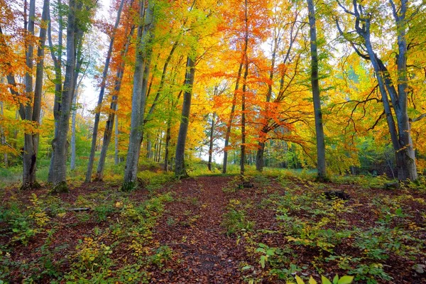 Ścieżka Przez Wzgórza Lasu Bukowego Potężne Pnie Żółte Czerwone Pomarańczowe — Zdjęcie stockowe