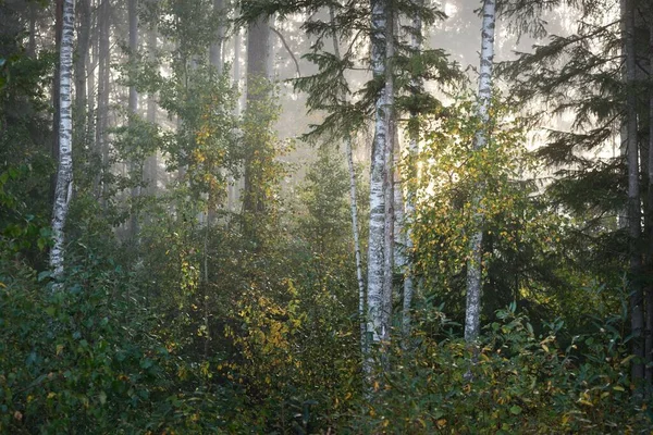 Pintoresco Paisaje Del Bosque Mixto Coníferas Amanecer Niebla Neblina Rayos —  Fotos de Stock