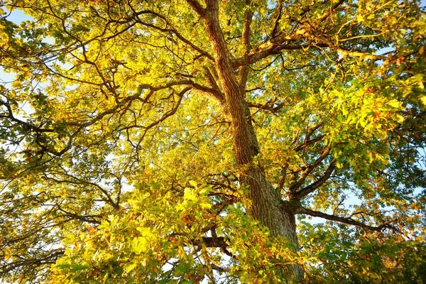 Χαμηλή Γωνιακή Άποψη Της Πανίσχυρης Βελανιδιάς Πράσινα Και Χρυσά Φύλλα — Φωτογραφία Αρχείου