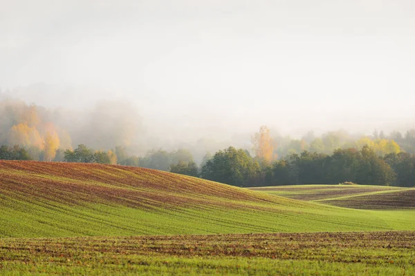 Green Hills Plowed Agricultural Field Tractor Tracks Forest Sunrise Close — Stock Photo, Image
