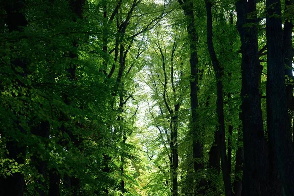 Alley Mighty Green Golden Linden Trees Sunlight Flowing Tree Trunks — Stock Photo, Image