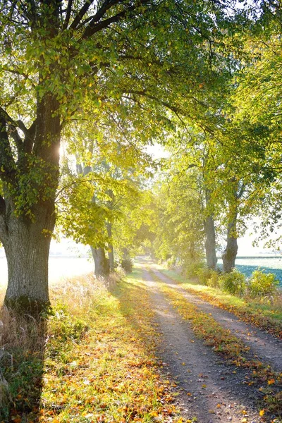 1車線の田舎道 日の出にはリンデンの木を介して 黄金の太陽 妖精の秋の森のシーン 純粋な自然 生態学 — ストック写真