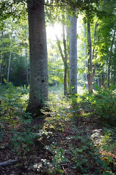 Pittoresk Landschap Van Het Donkergroene Beukenbos Oude Boomstammen Van Dichtbij — Stockfoto