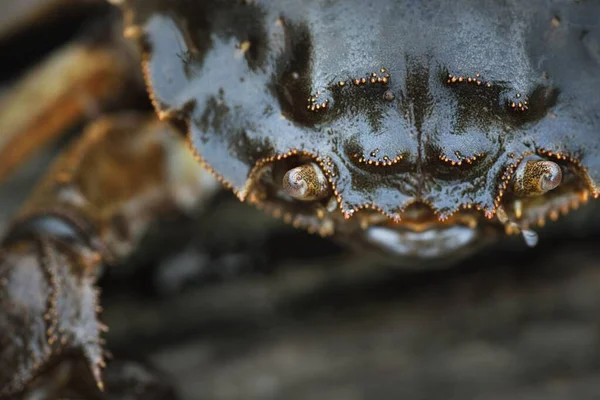 Eriocheir Sinensis Krab Extrémní Detailní Záběr Tradiční Řemesla Lov Potravinářský — Stock fotografie