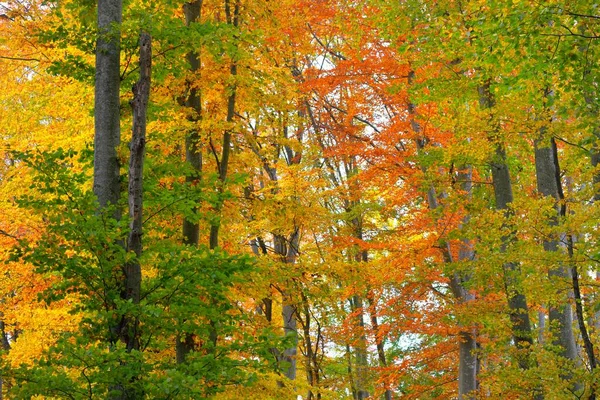 Detailní Pohled Bukový Les Mohutné Kmeny Stromů Žluté Červené Oranžové — Stock fotografie