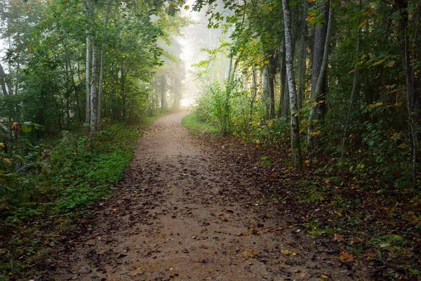 Caminho Através Floresta Perene Misterioso Nevoeiro Matutino Túnel Natural Das — Fotografia de Stock