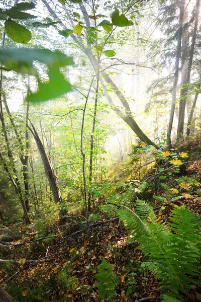 Atmosférická Krajina Lesních Kopců Mlze Při Východu Slunce Měkké Světlo — Stock fotografie