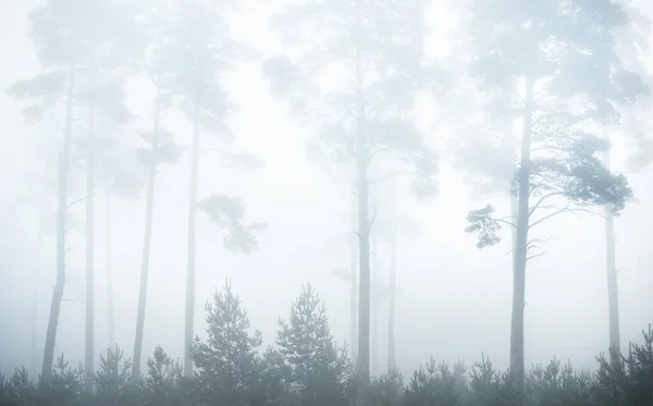 Cenário Monocromático Pitoresco Floresta Perene Denso Nevoeiro Branco Nascer Sol — Fotografia de Stock