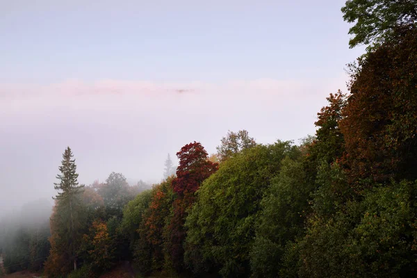 Долина Реки Гауи Сосновый Лес Облаках Розового Утреннего Тумана Рассвете — стоковое фото