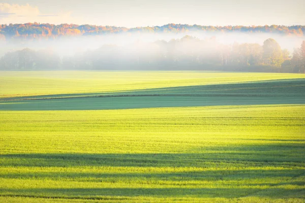 Champ Agricole Vert Labouré Avec Tracteur Pistes Forêt Colorée Lever — Photo