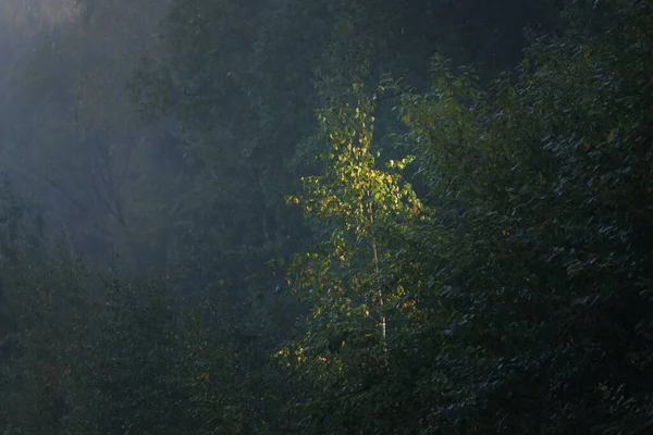 Malownicze Krajobrazy Ciemnego Tajemniczego Wiecznie Zielonego Lasu Porannej Mgle Wschodzie — Zdjęcie stockowe