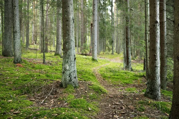 Caminho Através Floresta Sempre Verde Pinheiro Antigo Árvores Caducas Musgo — Fotografia de Stock