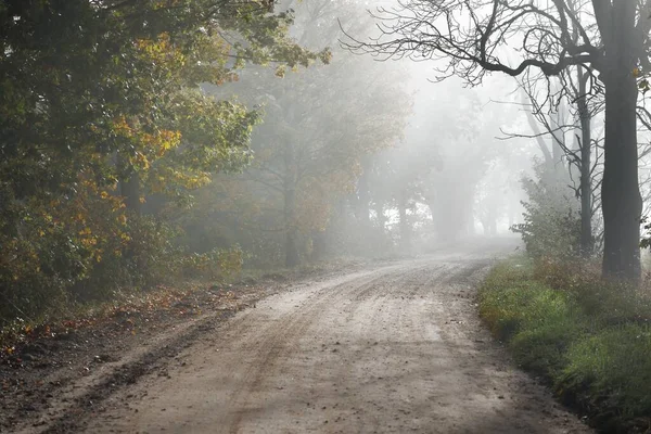 Estrada Rural Pista Única Beco Através Carvalhos Decíduos Árvores Bordo — Fotografia de Stock