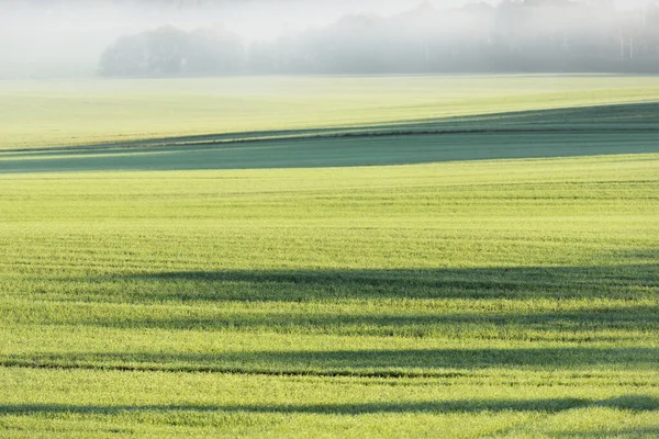 Champ Agricole Vert Labouré Avec Tracteur Pistes Forêt Colorée Lever — Photo