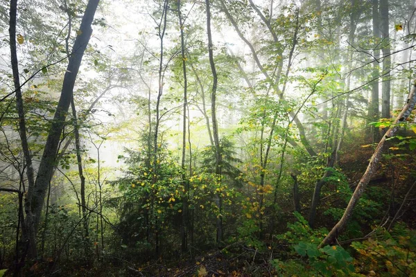 日の出の霧の中で森の丘の大気中の風景 柔らかい光 サンビーム 緑の木 カラフルな葉 植物のクローズアップ ラトビアのシグルダ 生態系 エコツーリズム — ストック写真