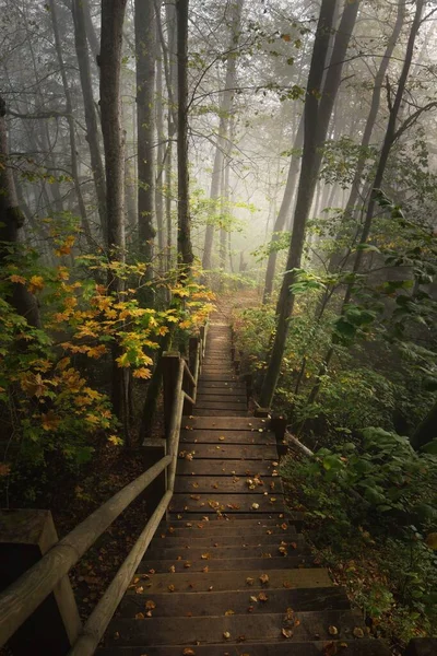 Vista Ángulo Alto Escalera Del Bosque Madera Una Niebla Del — Foto de Stock