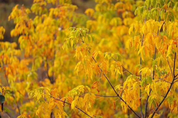 Joven Árbol Caducifolio Con Hojas Verdes Naranjas Amarillas Cerca Bosque — Foto de Stock