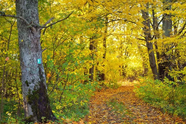 Caminho Estrada Rural Beco Floresta Árvores Caducas Com Folhas Coloridas — Fotografia de Stock