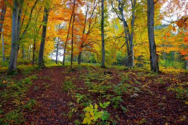 Kayın ağacı ormanındaki tepelerin panoramik manzarası. Güçlü ağaç gövdeleri, sarı, kırmızı, turuncu yapraklar. Idyllic sonbahar manzarası. Sonbahar mevsimi, ekoloji, doğa, çevre, eko-turizm, eğlence. Almanya