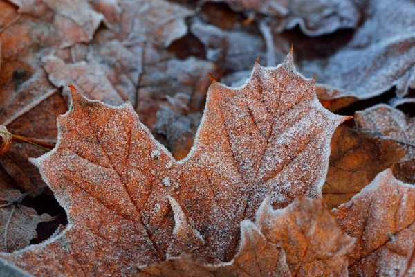 Forest floor of brown (golden) maple leaves covered with crystal clear hoarfrost, close-up. Natural texture, background, wallpaper, graphic resources. Autumn colors, early winter, first snow, climate