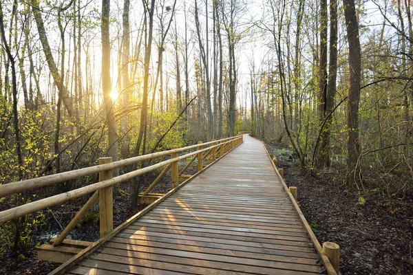 Chemin Randonnée Moderne Bois Travers Zone Humide Coucher Soleil Gros — Photo